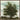 Tree - Painting By Buddy Whitlock
