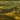 Vinyard - 48" x 72" Photography - Green